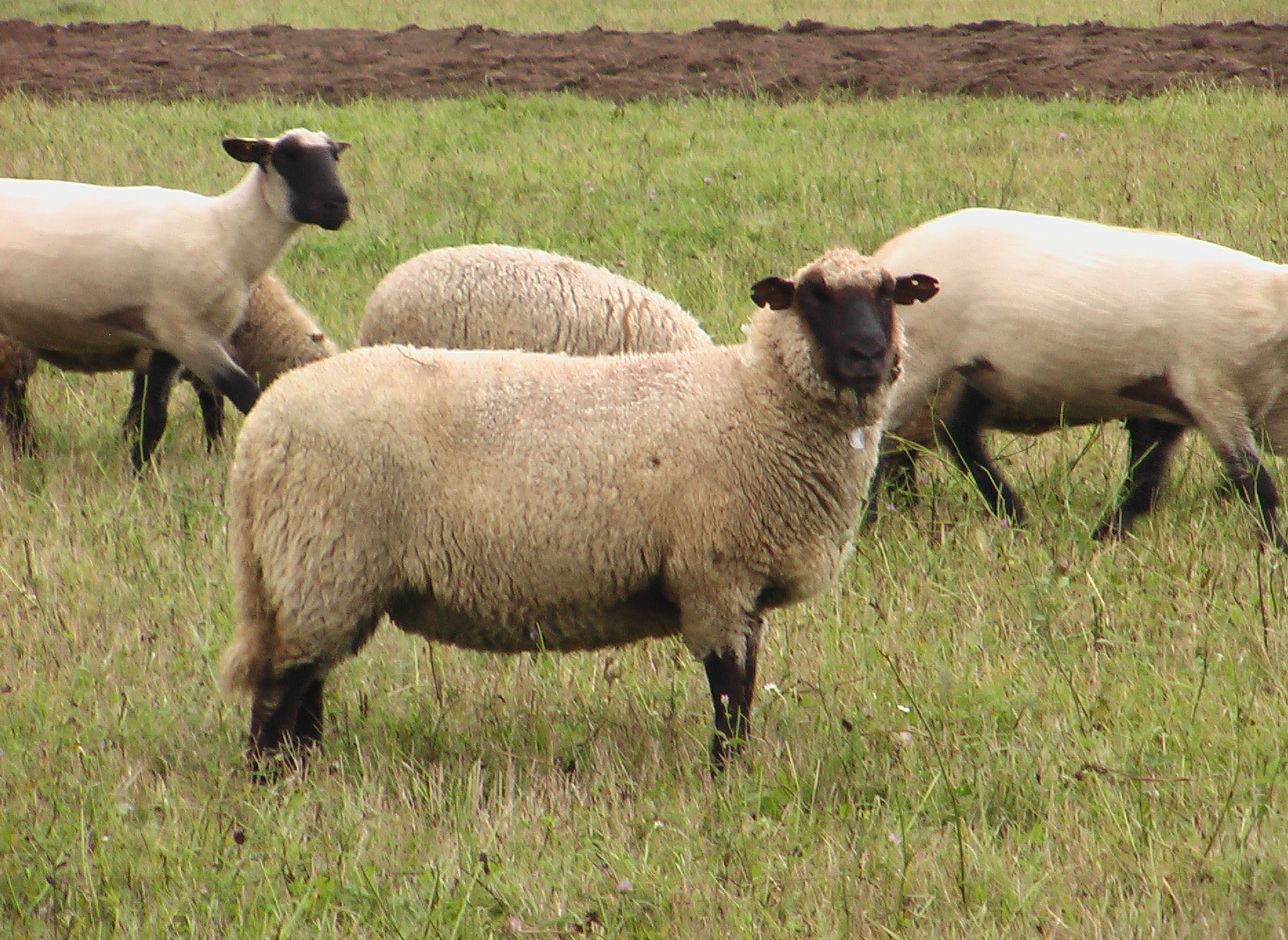 Lietuvos juodgalvės avys - Lithuanian Blackface sheep, image found here on the website of the Lithuanian farm animal genetic resources coordination centre 