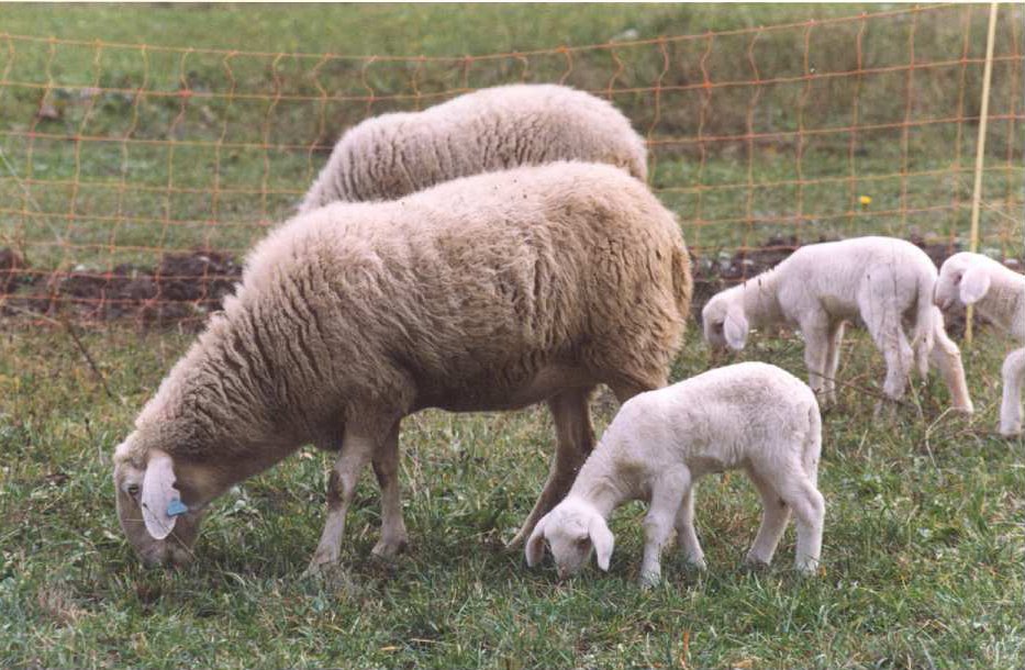 La Pecora Sambucana - the Sambucana sheep, saved from extinction. Image taken from this amazing article on the breed from The Wool Box blog