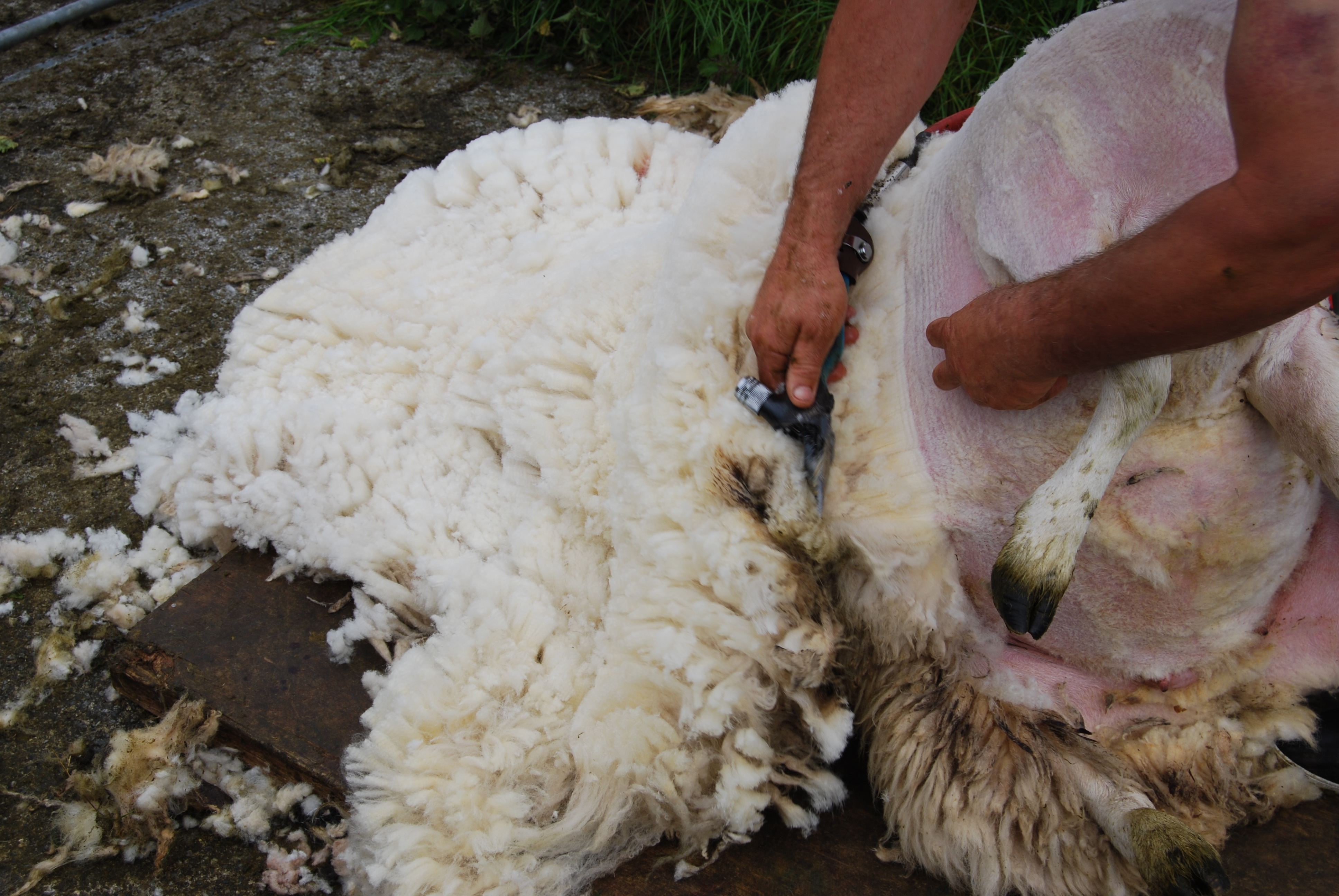 Shearing Cheviot at Liniclate, Benbecula