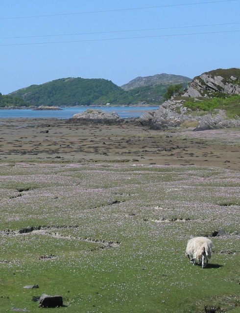 Sheep grazing salt marsh with Sea Pinks photographed 27 May 2007 by David Hogg and shared on Wikimedia Commons using Creative Commons Attribution 2.0 Generic license here