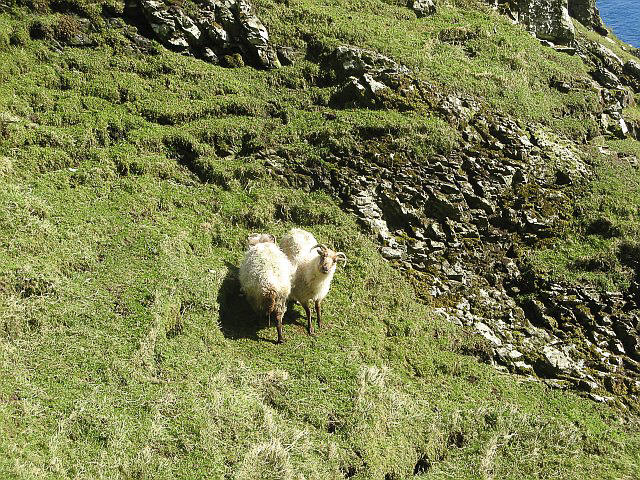 Boreray sheep on Boreray island photographed 12 April 2009 by Richard Webb and shared on Wikimedia Commons using Creative Commons Attribution 2.0 Generic license here