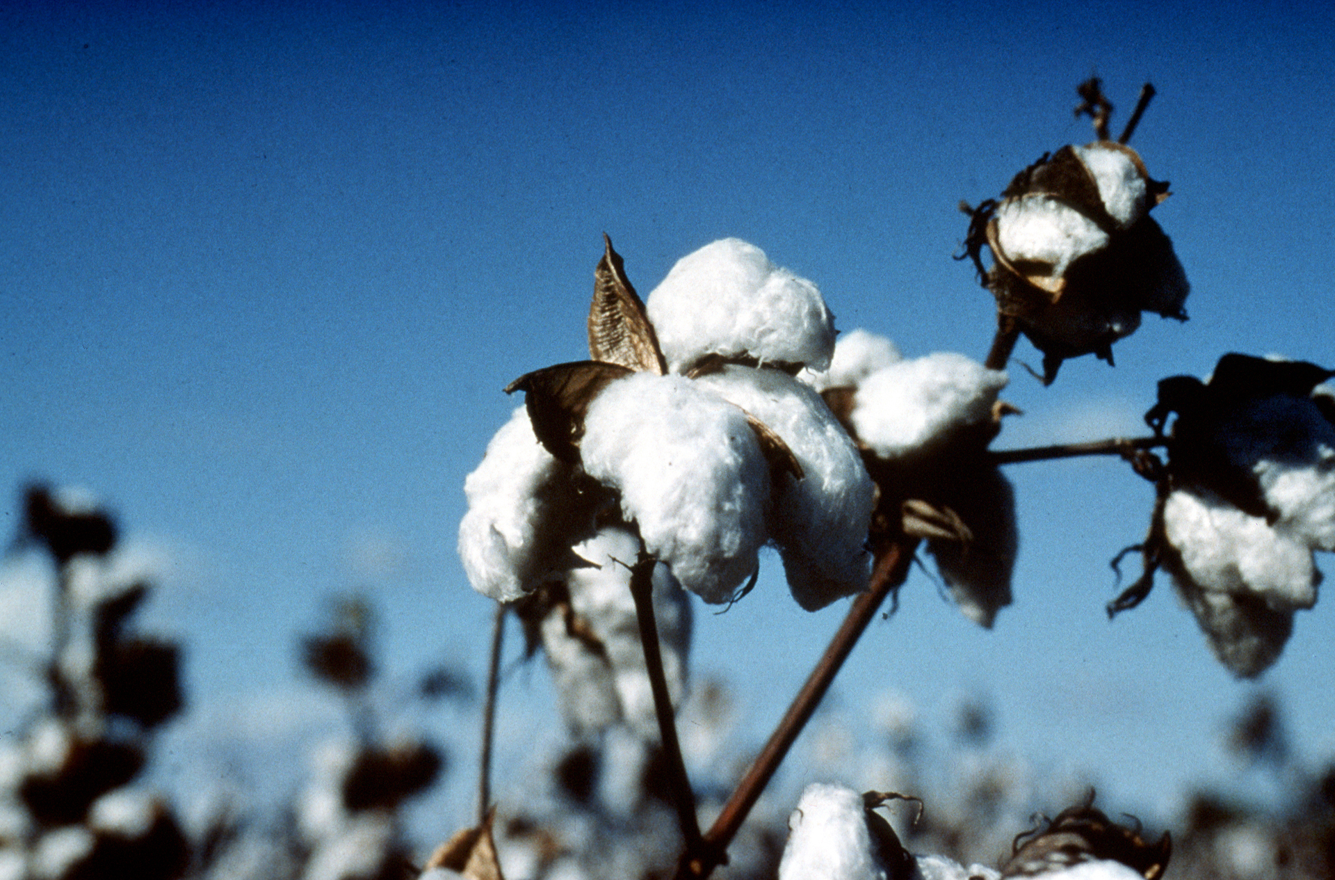 close up of cotton on a cotton plant