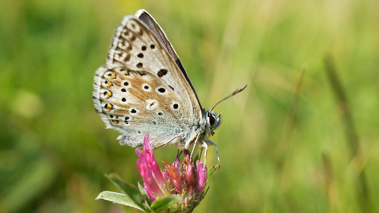 Chalkhill Blue butterfly photographed in Dorset, UK, 21 July 2013 by Ian Kirk and shared on Wikimedia Commons using Creative Commons Attribution 2.0 Generic license
