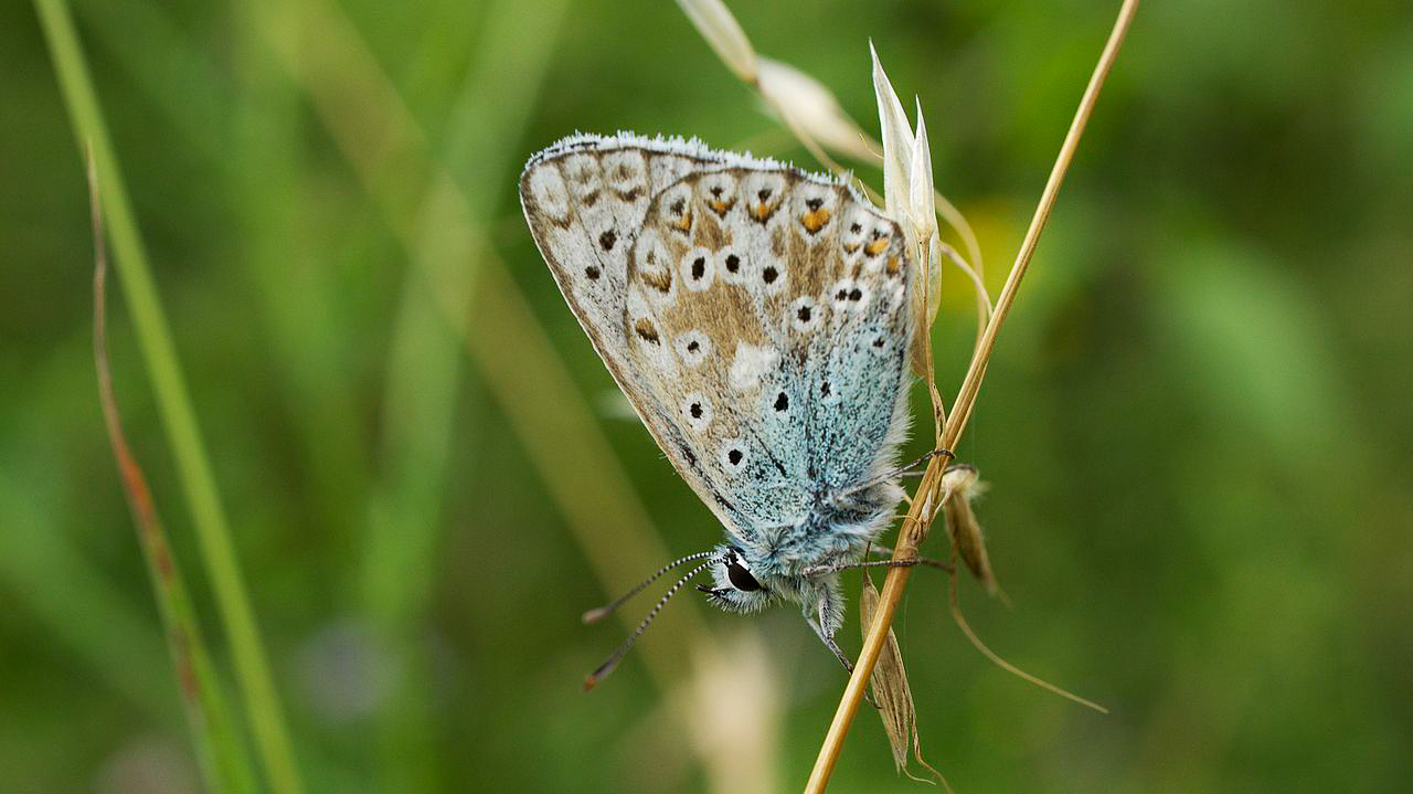Chalkhill Blue butterfly photographed in Dorset, UK, 10 August 2013 by Ian Kirk and shared on Wikimedia Commons using Creative Commons Attribution 2.0 Generic license here