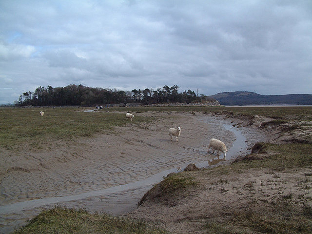 Grazed salt marsh to the west of Holme Island. photographed 22 March 2006 by Gary Rogers and shared on Wikimedia Commons using Creative Commons Attribution 2.0 Generic license here